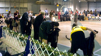 090418 Afghan Hound Club of Greater Columbus Specialty
