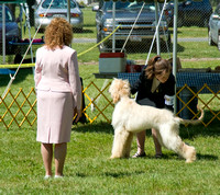 AHCSO 2008 Dogs