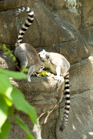 20080614Zoo_009