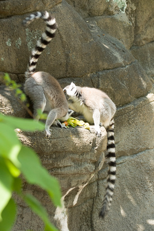 20080614Zoo_009