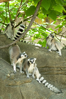 20080614Zoo_005