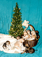 071215LitterD23_012