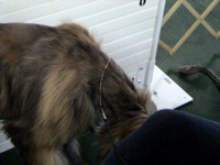 040215 Greater Toledo Afghan Hound Club (match)