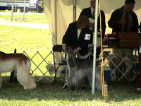 030524 Afghan Hound Club of Southwest Ohio Specialty