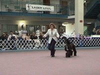 041008 Greater Twin Cities Afghan Hound Club Specialty