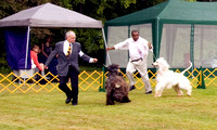 MAHC 2009 Dogs