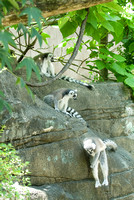 20080614Zoo_007