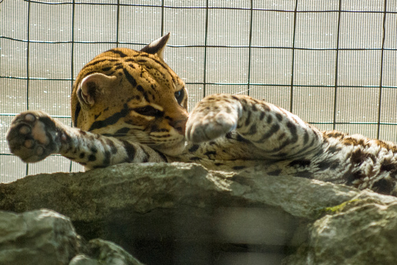 20080614Zoo_017