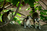 20080614Zoo_003