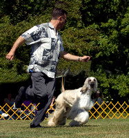 080809 Midwest Afghan Hound Club Specialty