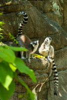 20080614Zoo_010