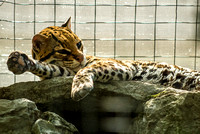20080614Zoo_016