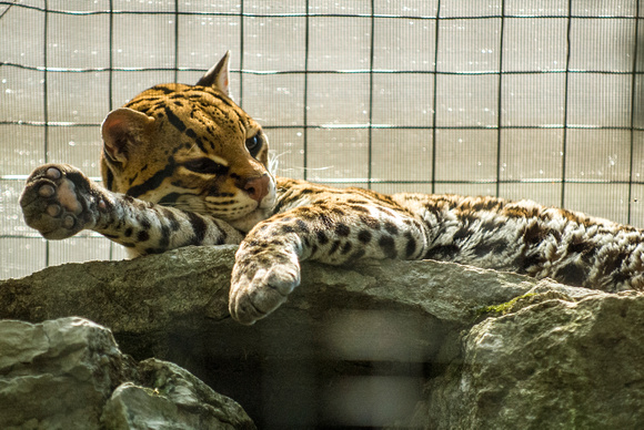 20080614Zoo_016